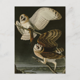 Postal Aves de América de Adulto Búho (Tyto Alba)
