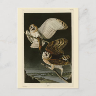 Postal Aves de América de Adulto Búho (Tyto Alba)