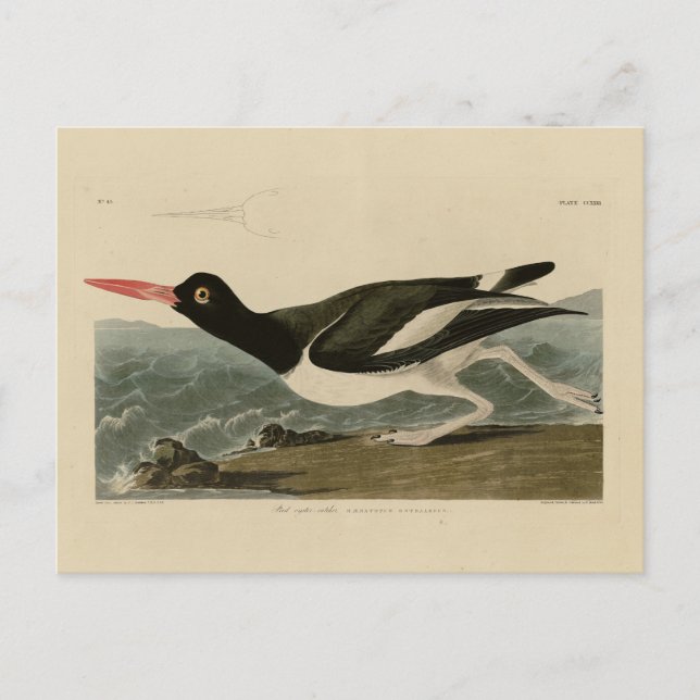 Postal Aves de América de Audubon (Anverso)