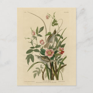 Postal Aves de América de Audubon, Finch costera