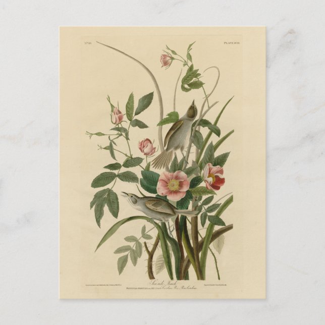 Postal Aves de América de Audubon, Finch costera (Anverso)