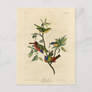 Postal Aves de América de Finch (Bunting) pintadas