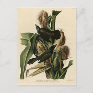 Postal Aves de América de grulla morada (Grackle) Audubon