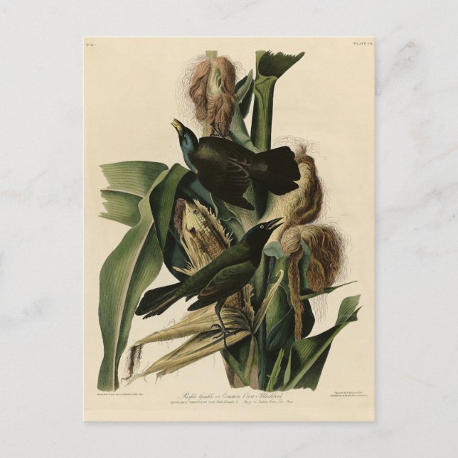 Postal Aves de América de grulla morada (Grackle) Audubon (Anverso)
