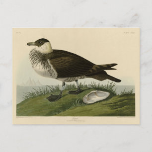 Postal Aves de América de Jager (Pomarine Jaeger) Audubon