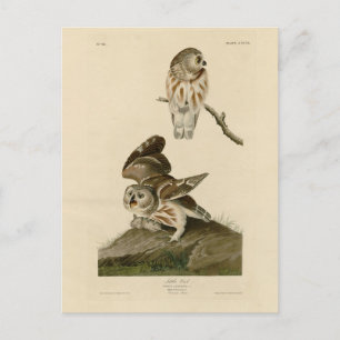 Postal Aves de América de la lechuza pequeña (Saw-whet) A
