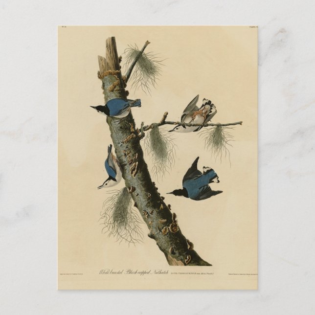 Postal Aves de América de Nuthatch Audubon con pecho blan (Anverso)