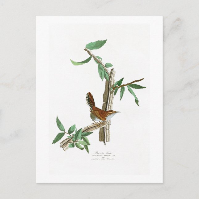 Postal Aves de América de Wren John James Audubon de Bewi (Anverso)