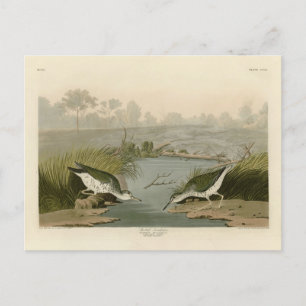 Postal Aves de América en Audubon