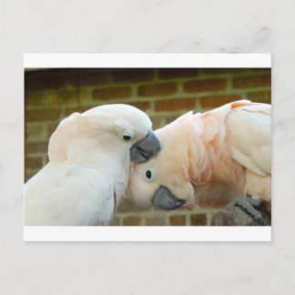 Postal Aves de amor