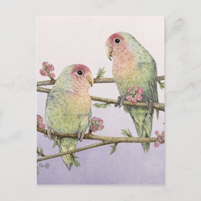 Postal Aves de amor (Anverso)