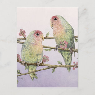 Postal Aves de amor
