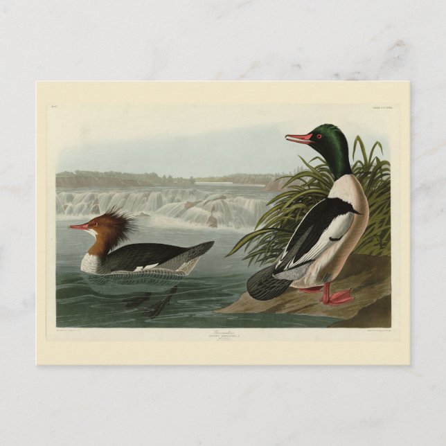 Postal Aves de Audubon como Goosander (Mergador Común) (Anverso)