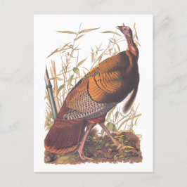 Postal Aves de Audubon de Estados Unidos salvajes Turquía