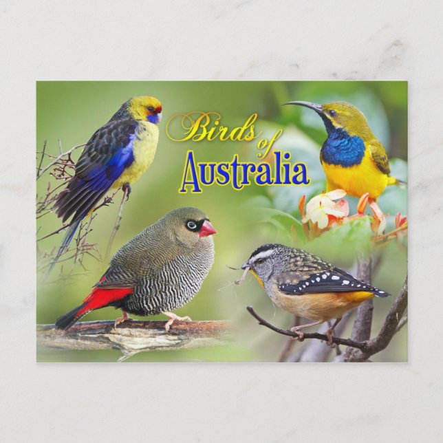 Postal Aves de Australia (Anverso)