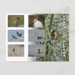 Postal Aves de cipruspostales