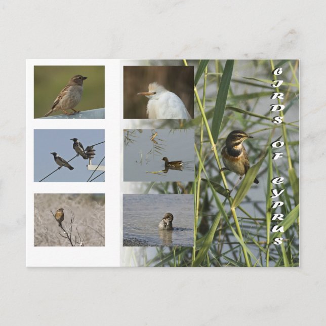 Postal Aves de cipruspostales (Anverso)