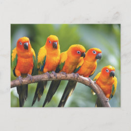 Postal Aves de color