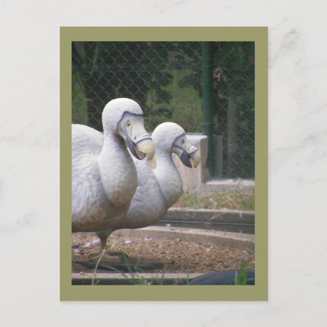 Postal Aves de Dodo (Anverso)