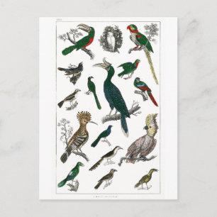 Postal Aves de época Animales de arte de Ilustracion anti