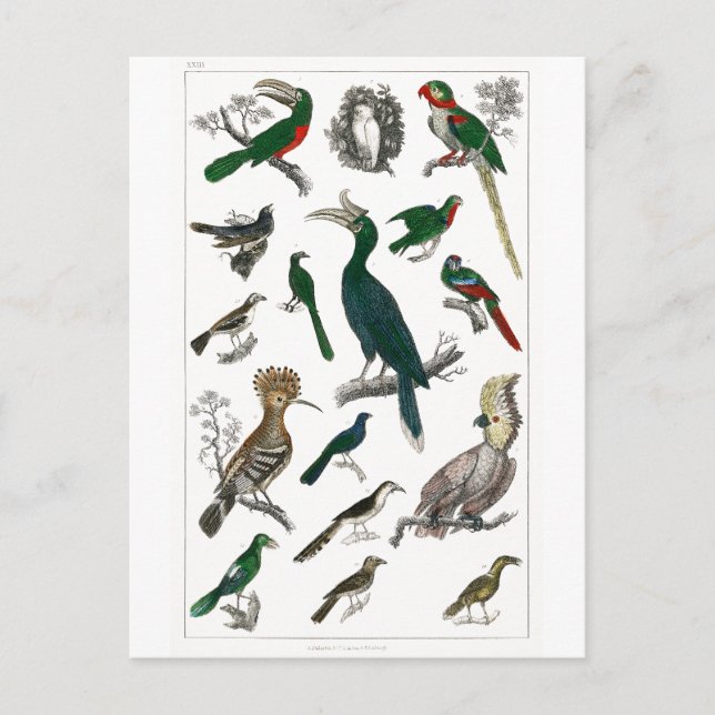 Postal Aves de época Animales de arte de Ilustracion anti (Anverso)