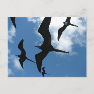 Postal Aves de Frigate (Fragata), Islas Galápagos 6