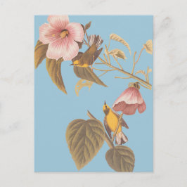 Postal Aves de la canción amarilla azul de Audubon