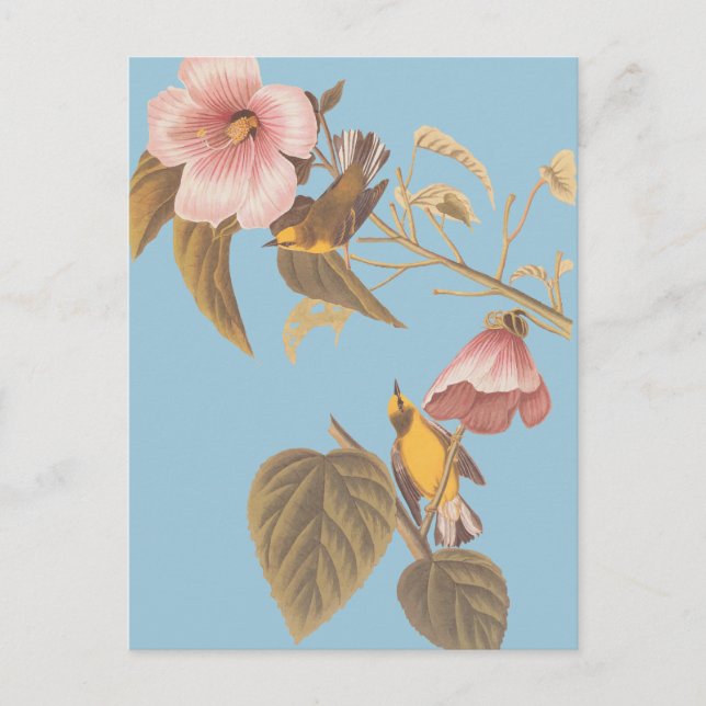 Postal Aves de la canción amarilla azul de Audubon (Anverso)