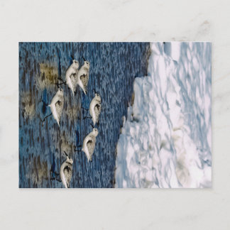 Postal Aves de la costa
