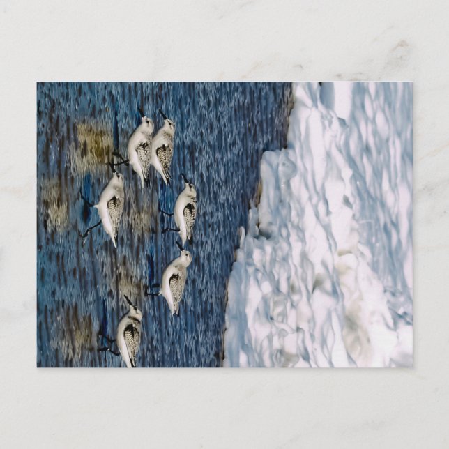 Postal Aves de la costa (Anverso)