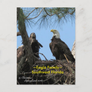 Postal Aves de la familia Harriet Eagle