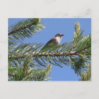 Postal Aves de la fauna silvestre nacional de Umatilla ad