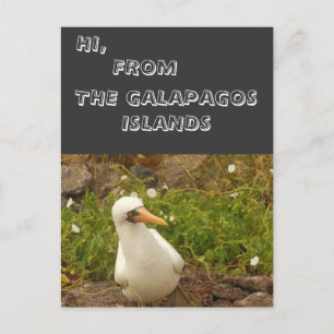 Postal Aves de las Islas Galápagos>Cartas y Pegatinas