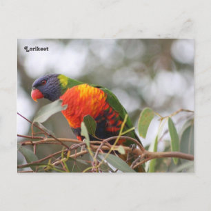 Postal Aves de Lorikeet