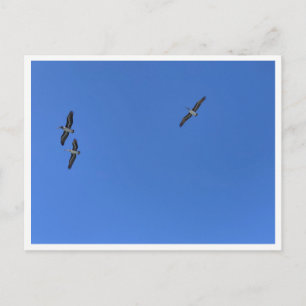 Postal Aves de Malibu en Vuelo – Fotografía de Vida Silve