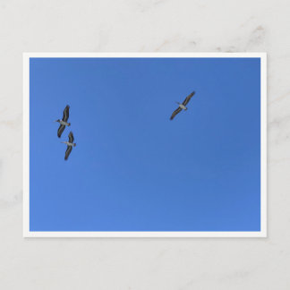 Postal Aves de Malibu en Vuelo – Fotografía de Vida Silve