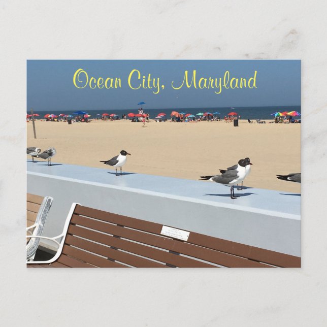Postal Aves de Maryland en Ocean City (Anverso)