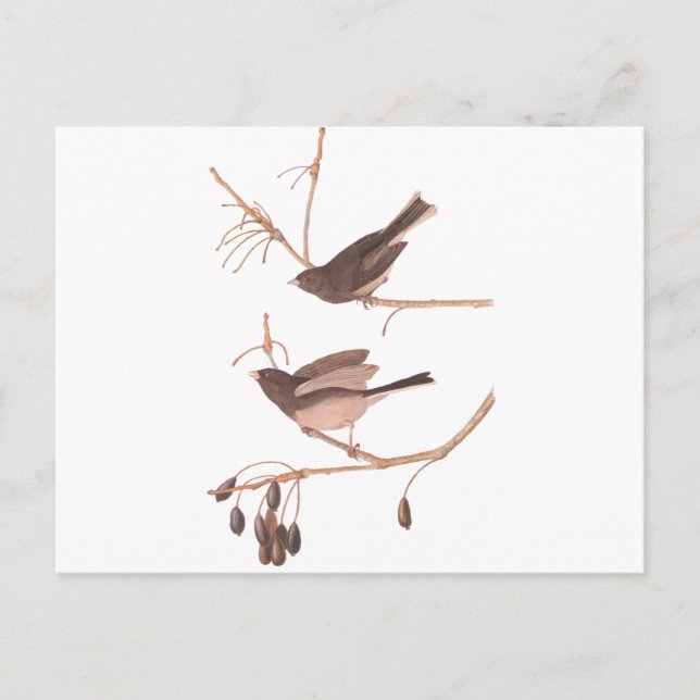 Postal Aves de nieve Audubon (Anverso)