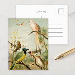 Postal Aves de Norteamérica | Anton Goering<br><div class="desc">Ilustracion del artista alemán Christian Anton Goering del libro Die Nordamerikanische Vogelwelt (El mundo de las aves norteamericanas) de 1891. El libro describe cada una de las Aves Norteamericanas que Heinrich Nehrling se había encontrado o leído. El profesor Robert Ridgway de la Smithsonian Institution and National Museum de Washington, el...</div>