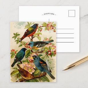 Postal Aves de Norteamérica   Gustav Mü tzel Postcard