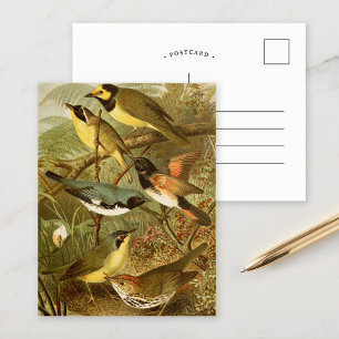 Postal Aves de Norteamérica   Gustav Mü tzel Postcard