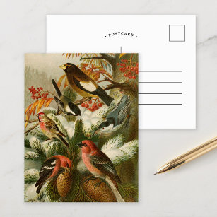 Postal Aves de Norteamérica   Gustav Mü tzel Postcard