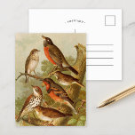 Postal Aves de Norteamérica | Gustav Mü tzel Postcard<br><div class="desc">Ilustracion del artista alemán Gustav Mü tzel del libro Die Nordamerikanische Vogelwelt (El mundo de las aves norteamericanas) de 1891. El libro describe cada una de las Aves Norteamericanas que Heinrich Nehrling se había encontrado o leído. El profesor Robert Ridgway de la Smithsonian Institution and National Museum de Washington, el...</div>
