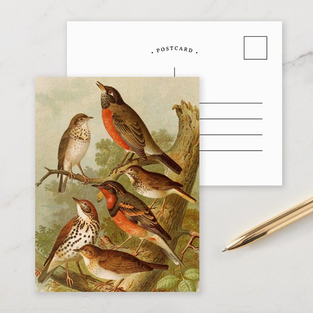 Postal Aves de Norteamérica | Gustav Mü tzel Postcard (Subido por el creador)