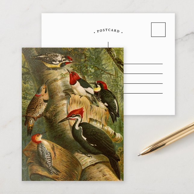 Postal Aves de Norteamérica | Gustav Mü tzel Postcard (Subido por el creador)