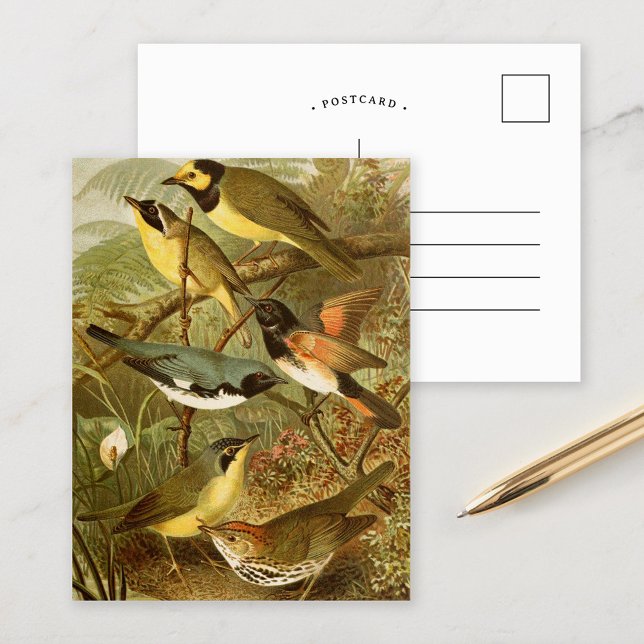 Postal Aves de Norteamérica | Gustav Mü tzel Postcard (Subido por el creador)