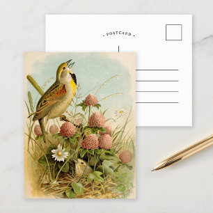 Postal Aves de Norteamérica   Robert Ridgway