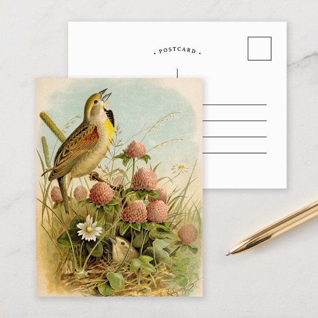 Postal Aves de Norteamérica | Robert Ridgway (Subido por el creador)