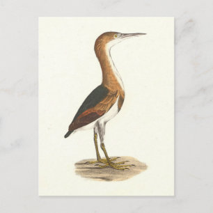 Postal Aves de Nueva York al menos Bittern (Ixobrychus ex
