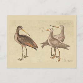 Postal Aves de Orilla